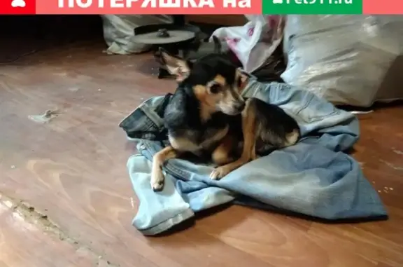 Собака найдена на трассе Волгоград-Элиста, возле заправки.