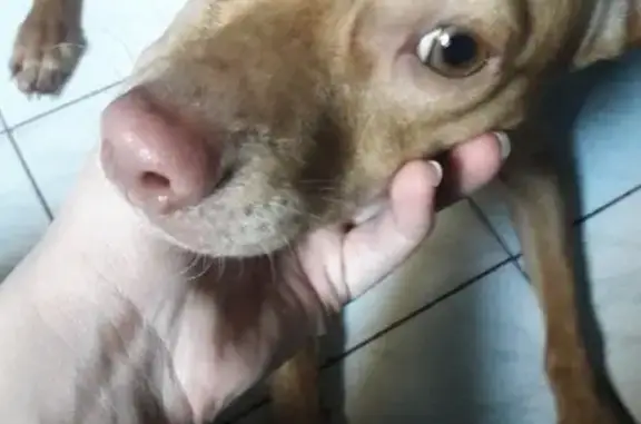 Найдена рыжая собака в Таганроге