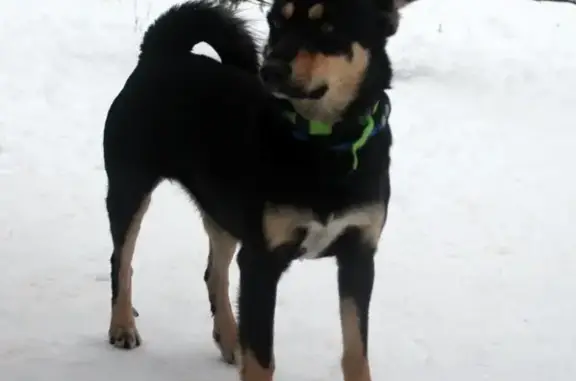 Найдена собака в Хлопенево