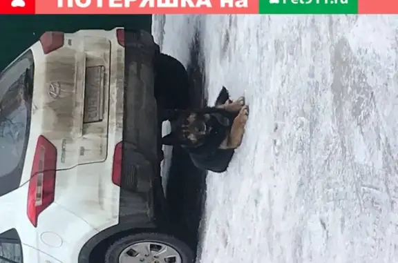 Собака найдена в Сходне, Мкрн, 2-ой Чапаевский переулок Д 8.