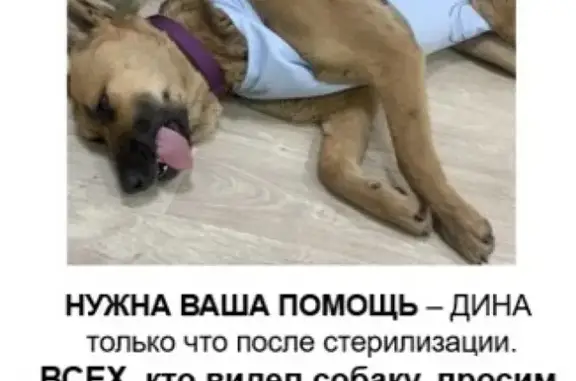 Пропала собака на улице Медиков, Москва