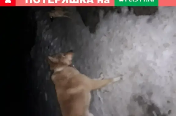 Собака найдена в Барнауле, район 113 школы, 8 номер.