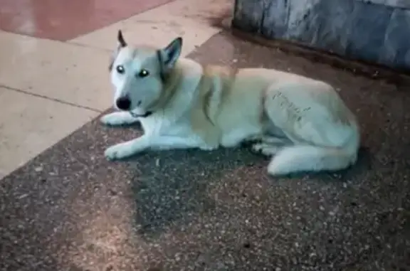 Собака найдена в переходе жд вокзала в Екатеринбурге
