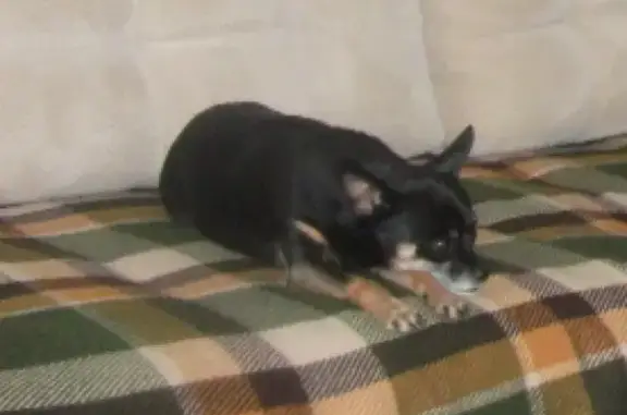 Потерянные животные Анапа, фото: Пропала русская той-терьер в Анапе