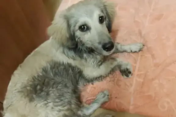 Собака белого цвета найдена у метро Алма-Атинская.
