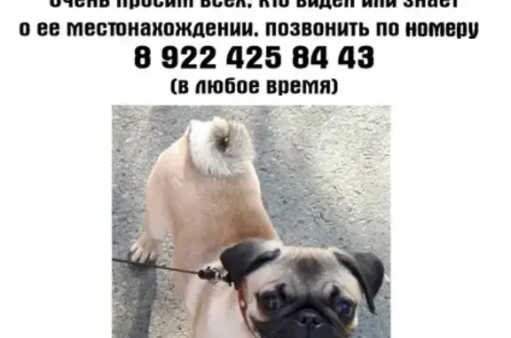 Пропала собака в Югорске, Россия
