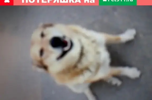 Пропала собака в Малаховке, рыжий лайка-дворняга, возраст 7-8 лет
