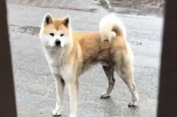 Собака породы Акита найдена в Краснодаре, поселок Плодородный.