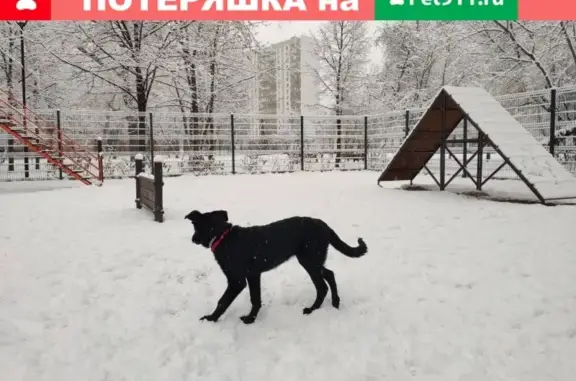 Пропала собака в Москве, Люблинская ул. 59, 4 февраля, 5 месяцев, черный метис с овчаркой.