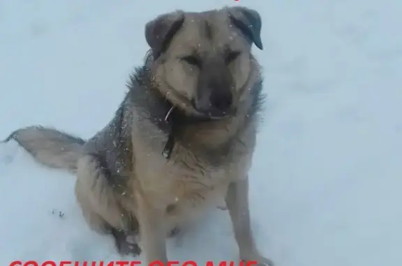 Пропал пёс в Воронежской области, Семилукский район, Губарёво!