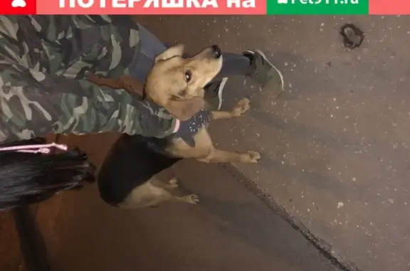 Собака на Ленинском проспекте, ошейник в клетку