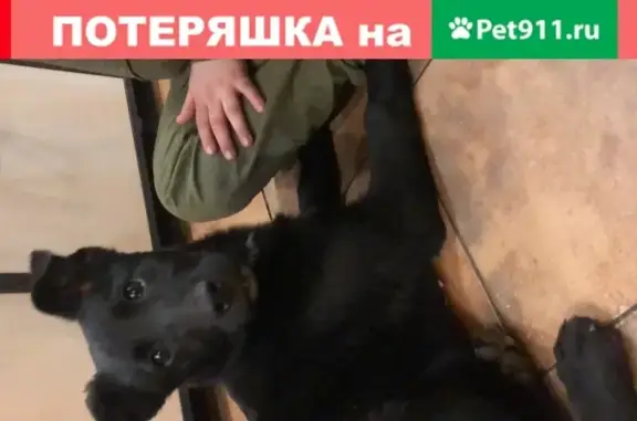 Собака Метис лабрадора найдена в Люберцах на Московской улице 1.