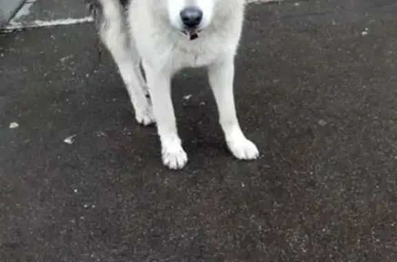 Найдена молодая собака у подъезда в Москве