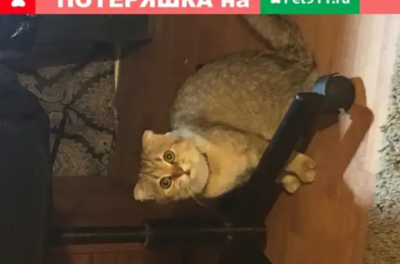 Пропала кошка на пр. Шолохова в Ростове