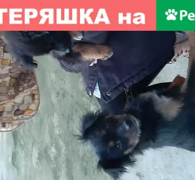 Найдена собака в Борисовке, Новороссийск