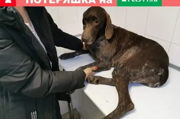 Собака найдена около остановки ЛЕНТА в Новороссийске.