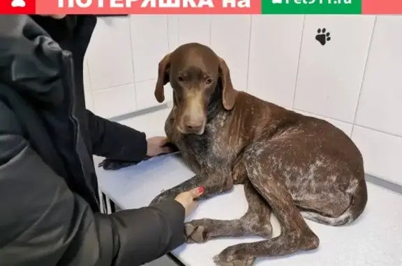 Собака Курцхар с переломом лапы найдена в Новороссийске