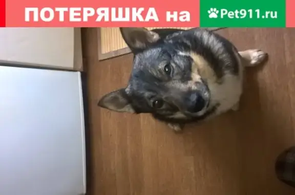 Пропала собака в Заречном, Владимирская обл.