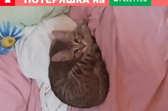Найден котенок в поселке Светлые Горы, Московская область