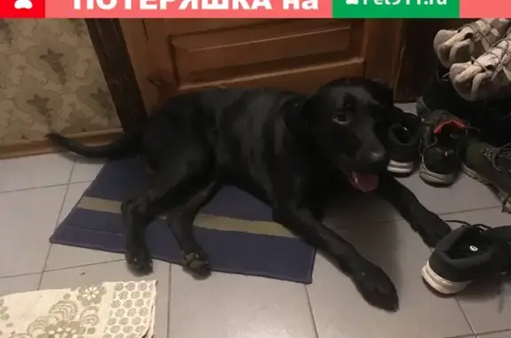 Собака найдена в Виннице, ищет дом (Шостка, Украина)