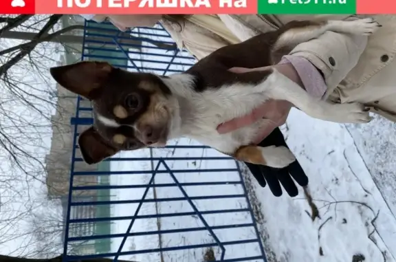 Собака Той терьер найдена на Мосфильмовской улице, 39к1.