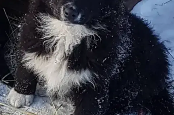 Собаки потеряшки, , фото: Потеряшка собачка в г. Белово, ул. Щетинкина