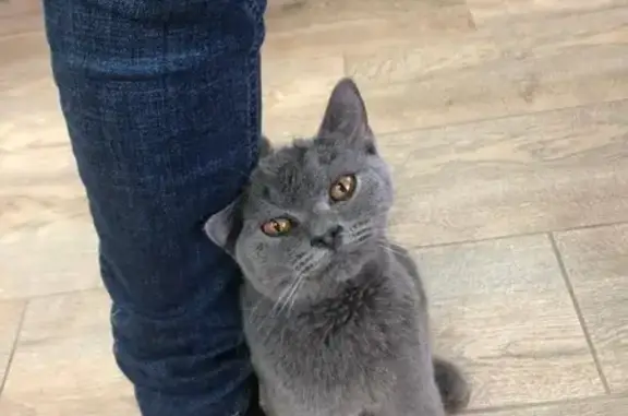 Найден серый кот на ул. Измайлова, Пенза