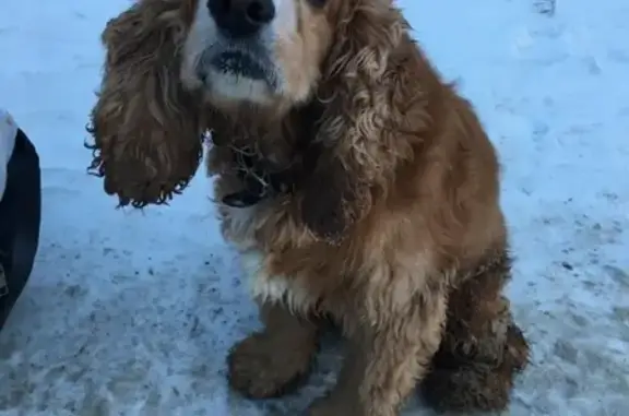 Найдена собака, Омск, фото: Спаниель с ошейником на улице Крупской, Омск
