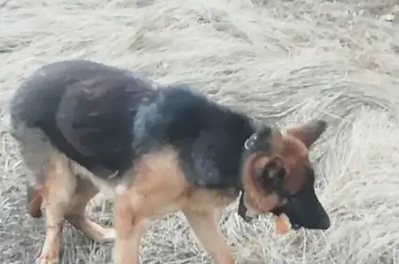 Найден пёс в лесу за селом Духовное
