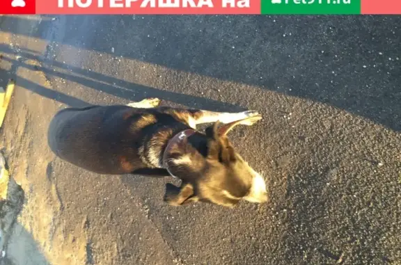 Собака на остановке Парк Победы в сторону Одинцово Москва
