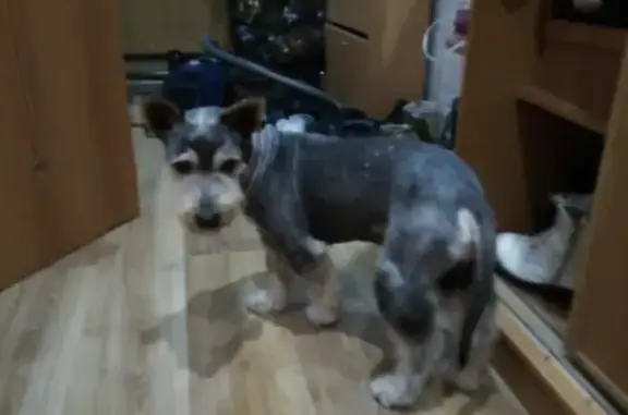 Собаки потеряшки, Екатеринбург, фото: Потеряшка собака на ул. Металлургов, Екатеринбург