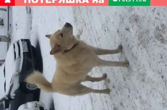 Найдена добрая собака на Комсомольской, Нижний Новгород