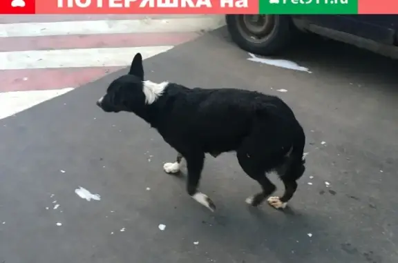 Найдена кормящая собака в парке Торфянка