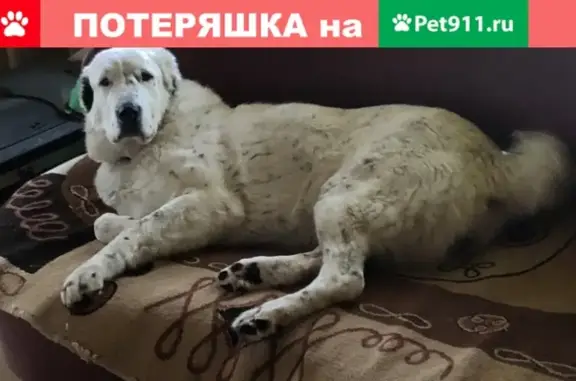 Пропала собака в Наро-Фоминске, ул. Пешехонова 117