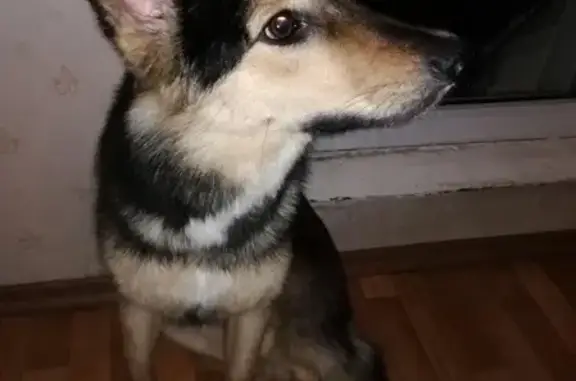Пропала собака Аля с зеленым поводком на Клинской улице, Москва
