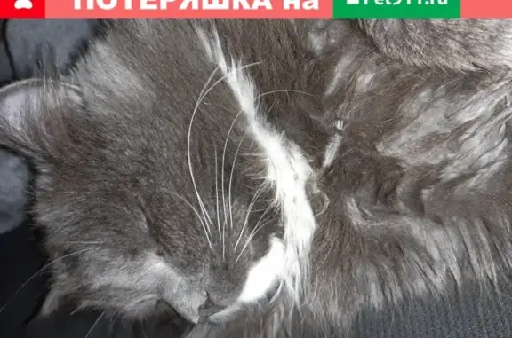 Кошки потеряшки, Екатеринбург, фото: Потеряшка кошка в пос. Садовый, Екатеринбург