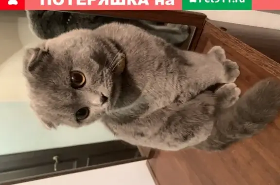 Найден котенок на ул. Крыжижановского, нужна помощь