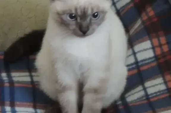 Найдена кошка тайской породы в Дзержинске