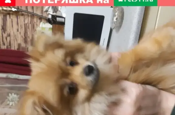 Пропала собака в Дедовске на улице Космонавта Комарова