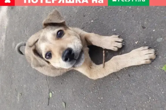 Пропала собака во Владикавказе