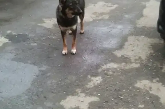 Найдена собака на ул. Заполярная, Краснодар