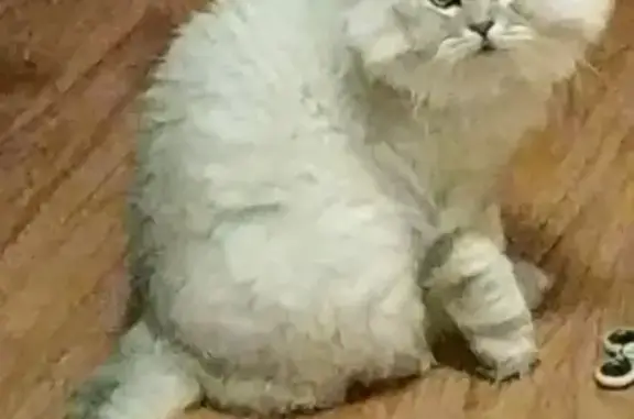 Пропала кошка Хайленд в Буреломке-2, Московская область