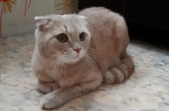 Найдена кошка на улице Саввы Кожевникова 1
