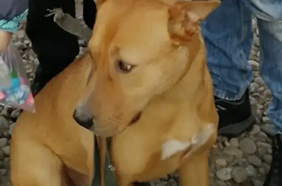 Пропала собака Бакс в Новочеркасске