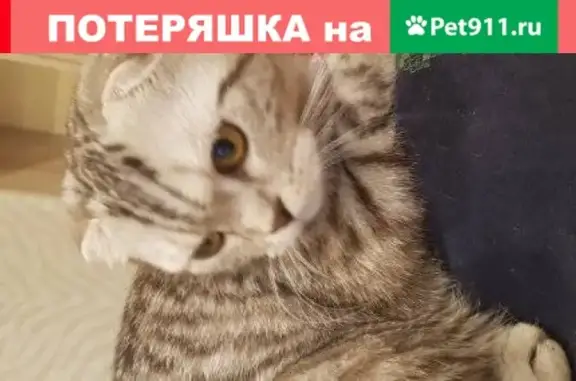 Найдена кошка в Екатеринбурге, ул. Ст. Разина 16