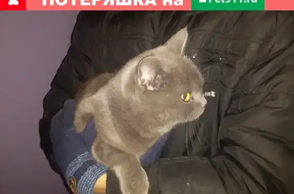 Найдена кошка на Панфиловцев 25 в Барнауле