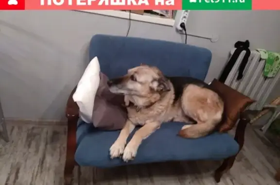Пропала собака в Истре, Московская обл.