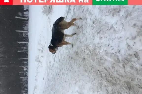 Найден добрый пёс на Родионова, Н.Новгород.