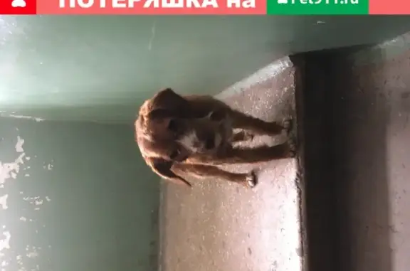 Найдена собака с ошейником в Чебоксарах