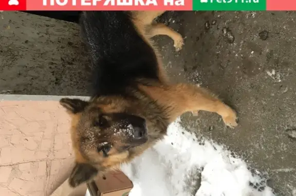 Собака найдена в Красногорске, Московская область, Россия